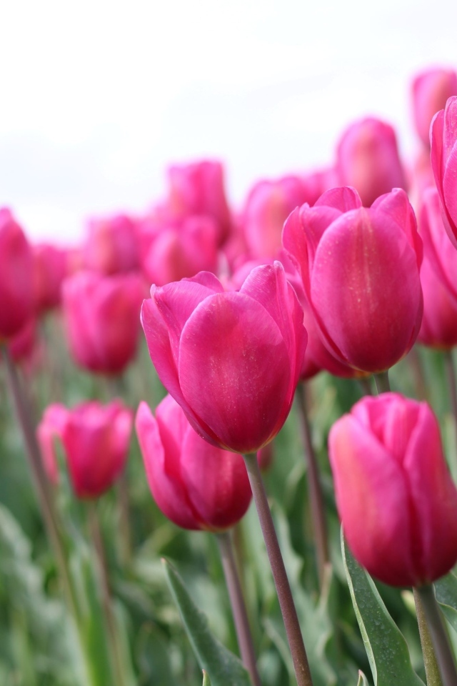 Розовые цветы тюльпана на поле