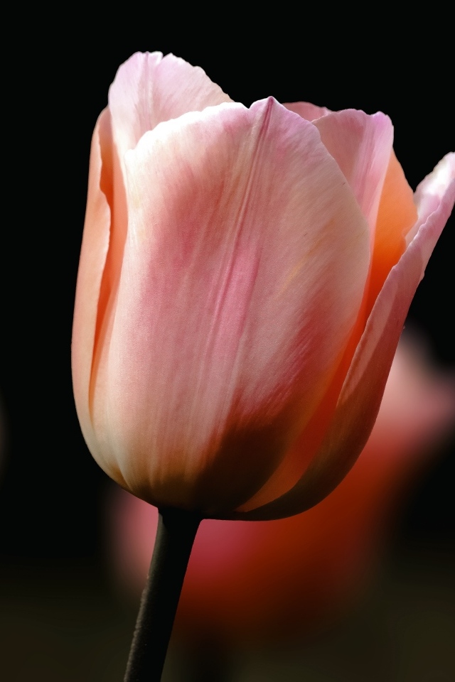 Розовый тюльпан на черном фоне крупным планом