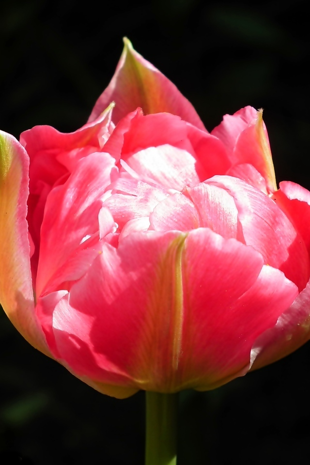 Розовый тюльпан с зелеными листьями на черном фоне