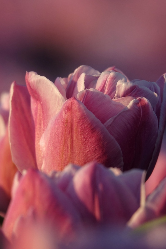 Розовые тюльпаны на клумбе в лучах солнца