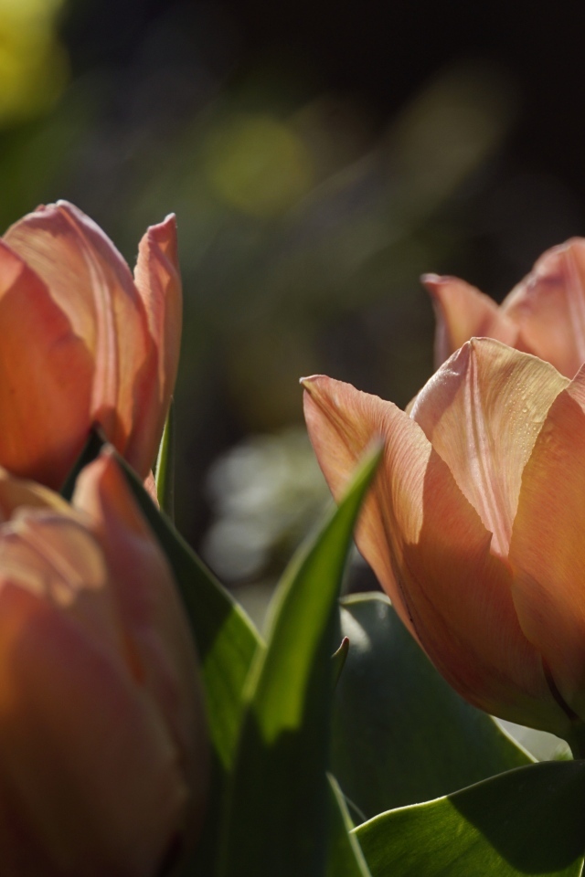 Розовые тюльпаны в лучах солнца на клумбе