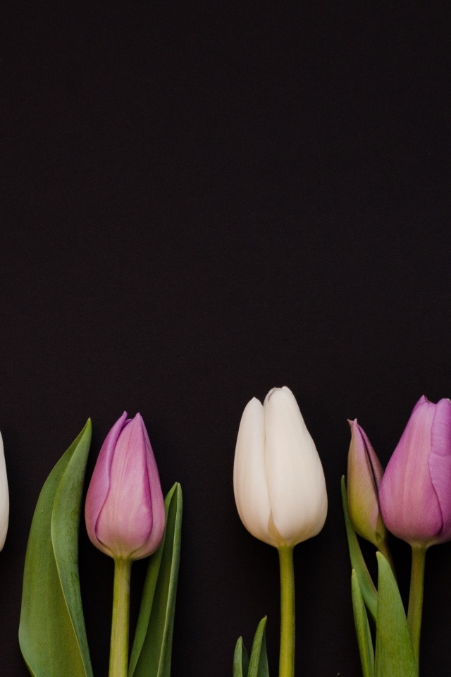 Розовые тюльпаны на черном фоне