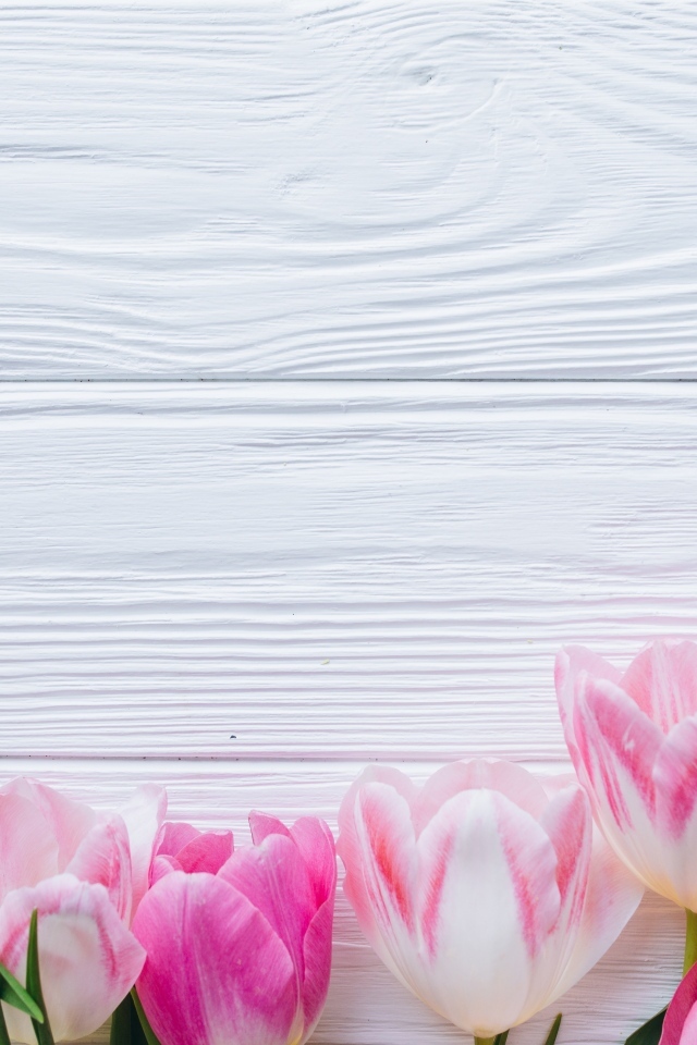 Розовые тюльпаны на белом деревянном фоне