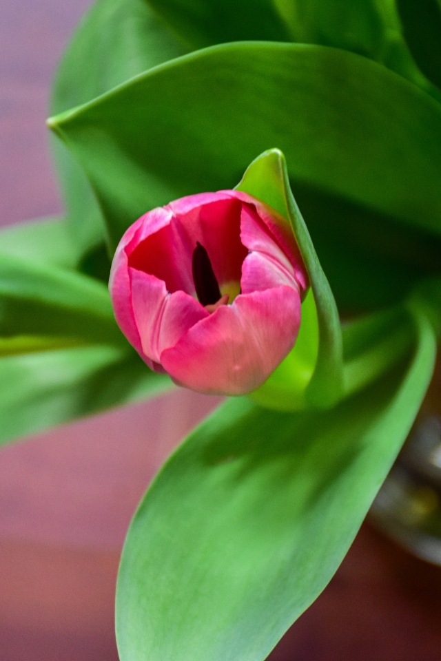 Розовые тюльпаны с зелеными листьями в вазе на столе