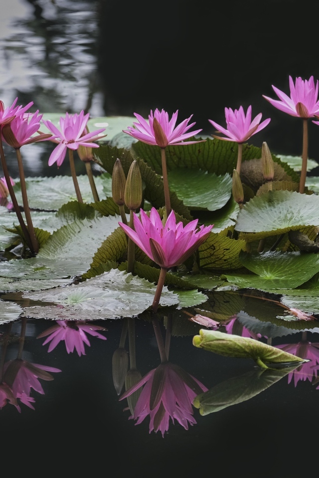 Розовые водяные лилии с зелеными листьями в пруду