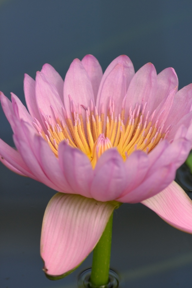 Розовый цветок водяной лилии в пруду крупным планом