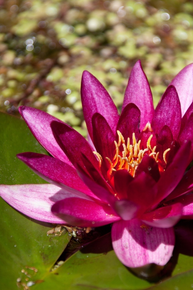 Розовая водяная лилия в пруду с большими листьями