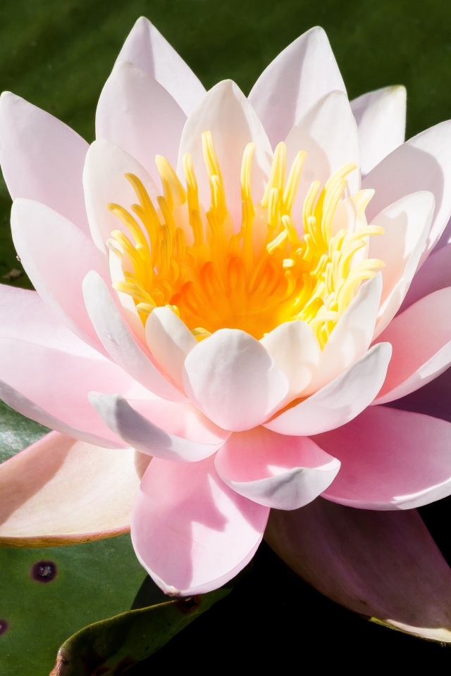 Розовая кувшинка в озере крупным планом