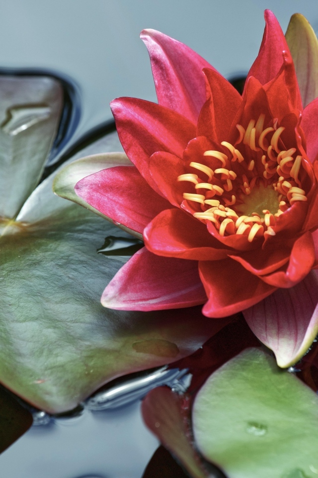 Розовая водяная лилия с большими зелеными листьями в воде