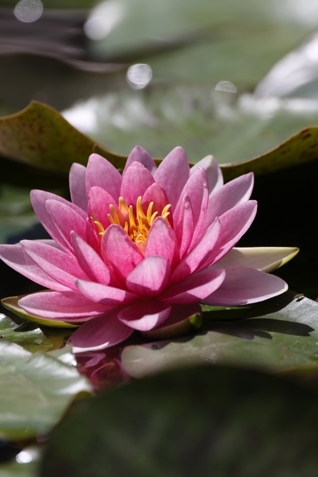 Розовая водяная лилия в зелеными листьями в пруду 