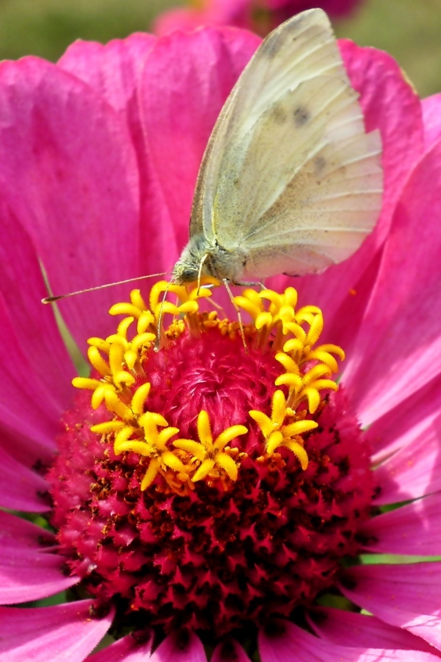 Розовый цветок циннии с бабочкой