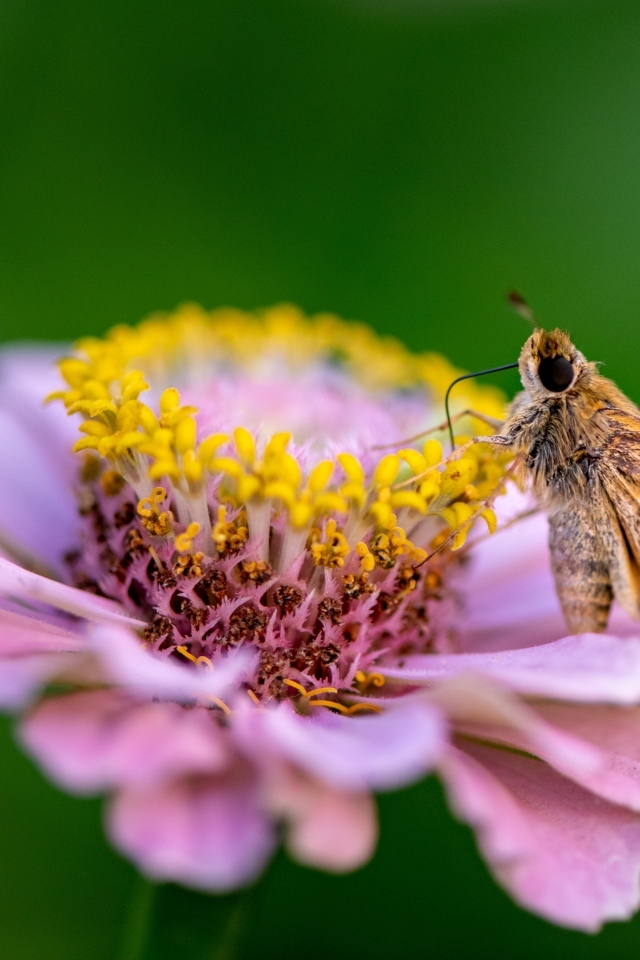 Розовый цветок циннии с насекомым