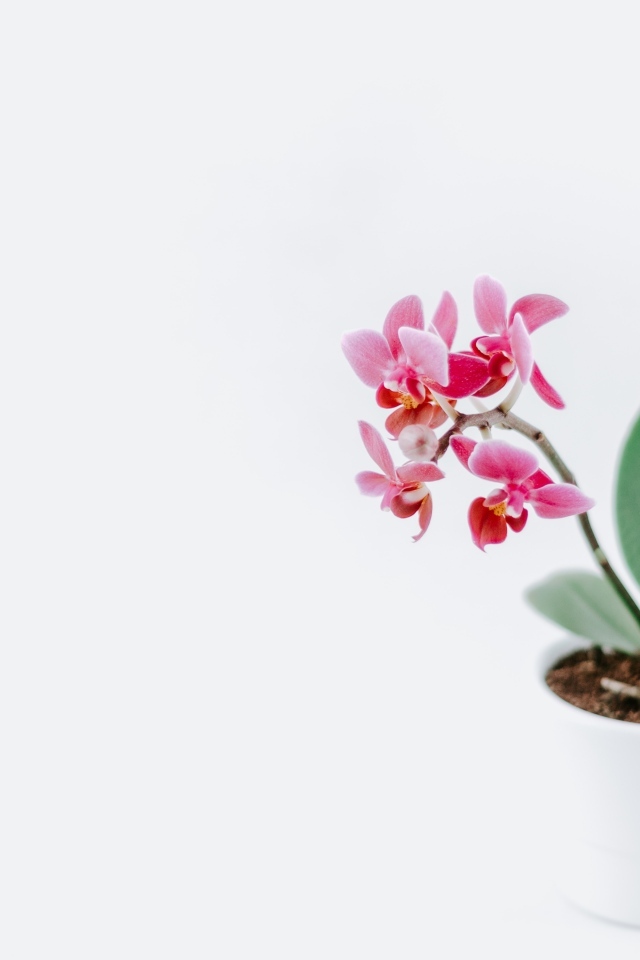 Горшок с розовыми цветами орхидеи на сером фоне