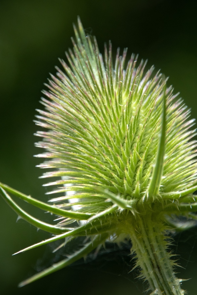 Колючий цветок ворсянка крупным планом