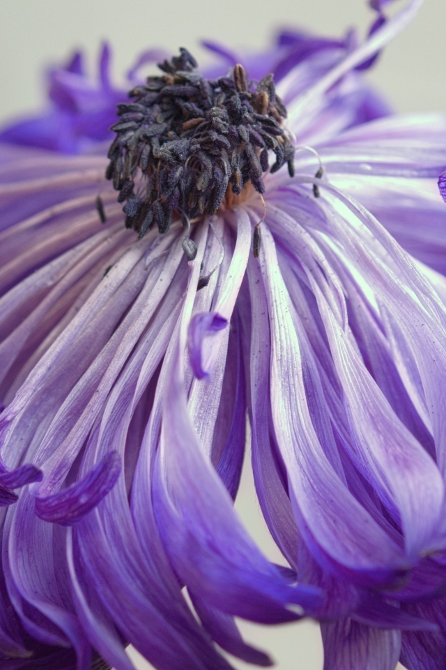 Фиолетовый цветок анемоны крупным планом