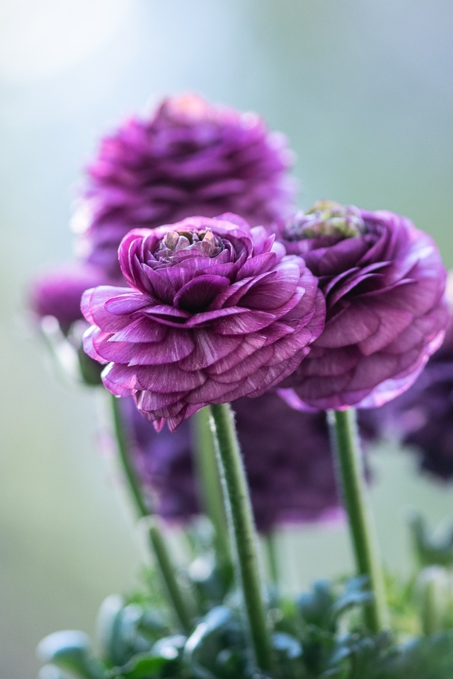 Фиолетовые лютики крупным планом