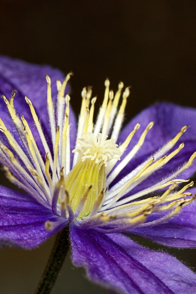 Фиолетовый цветок клематиса крупным планом