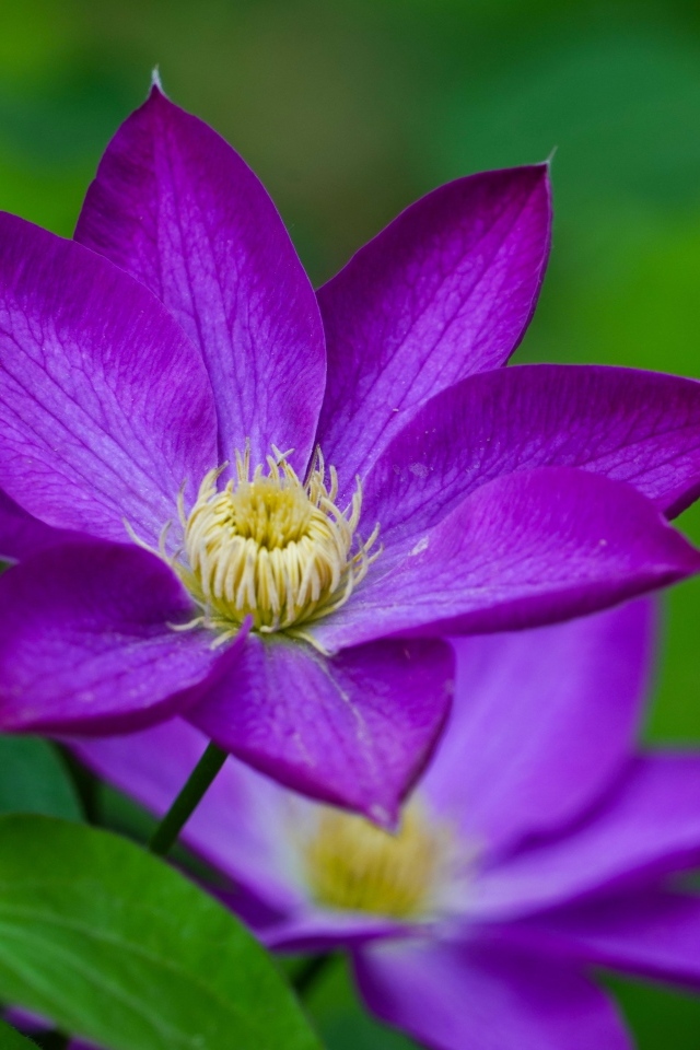 Фиолетовый цветок клематиса крупным планом