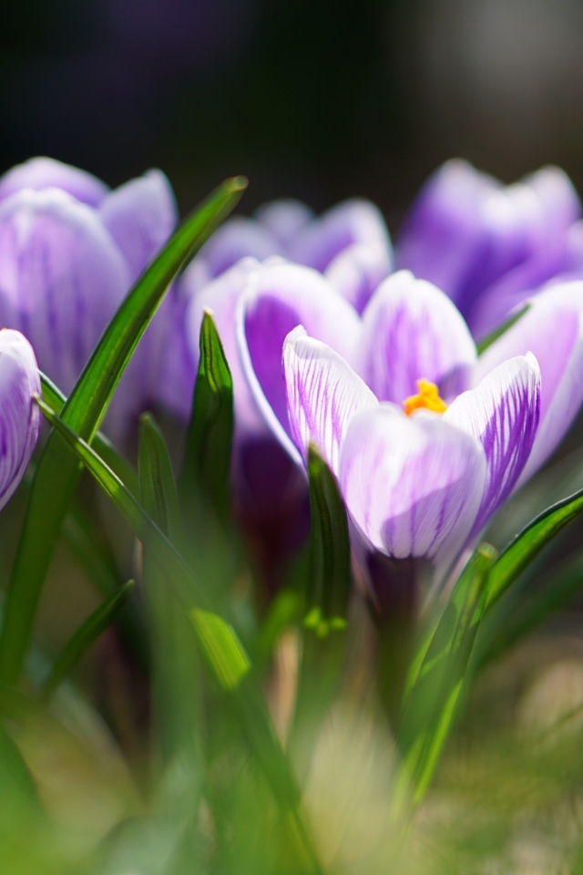 Фиолетовые цветы крокуса  в зеленой листве