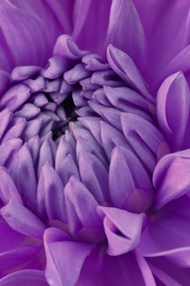 Фиолетовый цветок георгина крупным планом