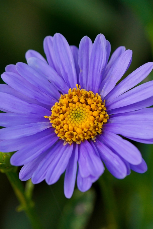 Фиолетовый цветок садовой астры