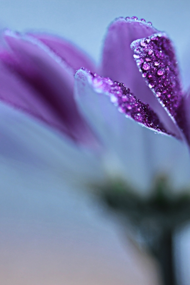 Лепестки фиолетовой герберы в каплях росы