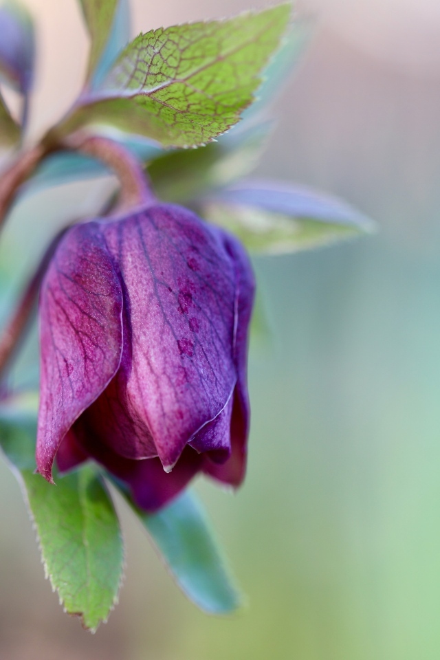 Фиолетовый цветок морозника крупным планом