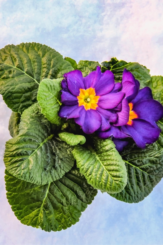 Фиолетовый комнатный цветок примула с зелеными листьями