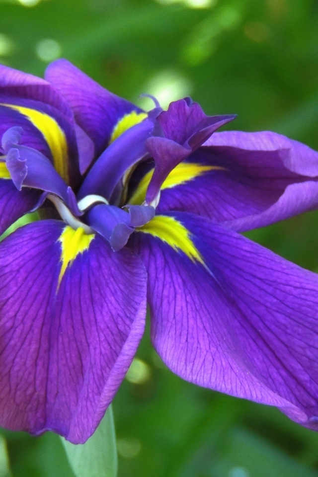 Фиолетовый цветок ириса крупным планом