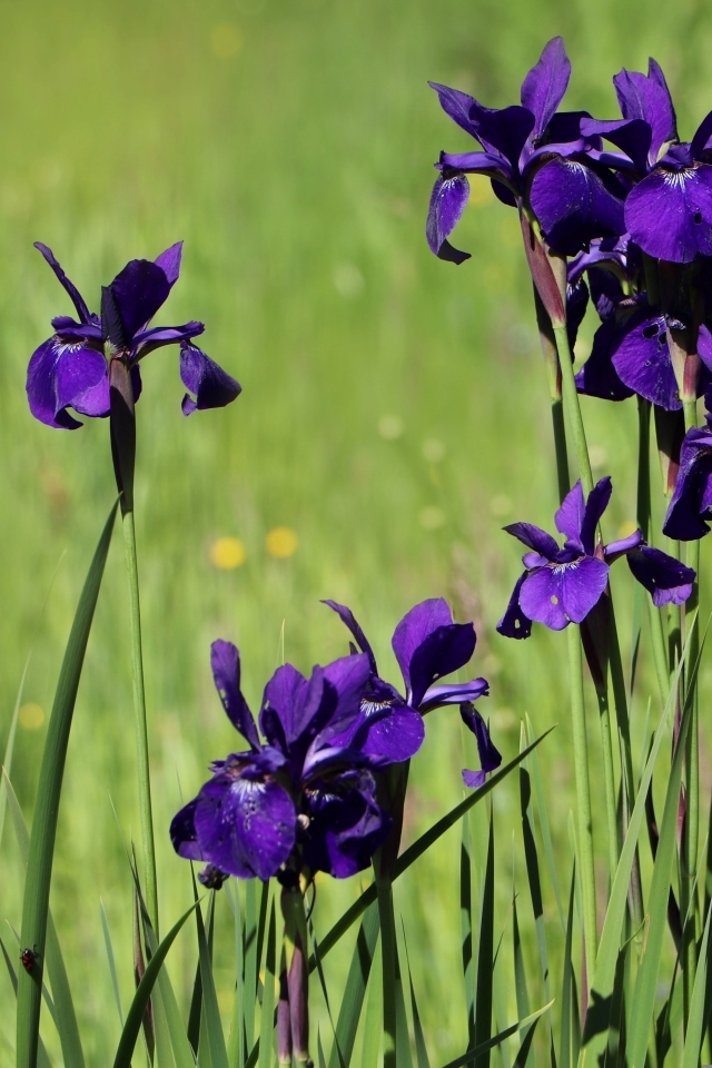 Фиолетовые цветы ириса на поле