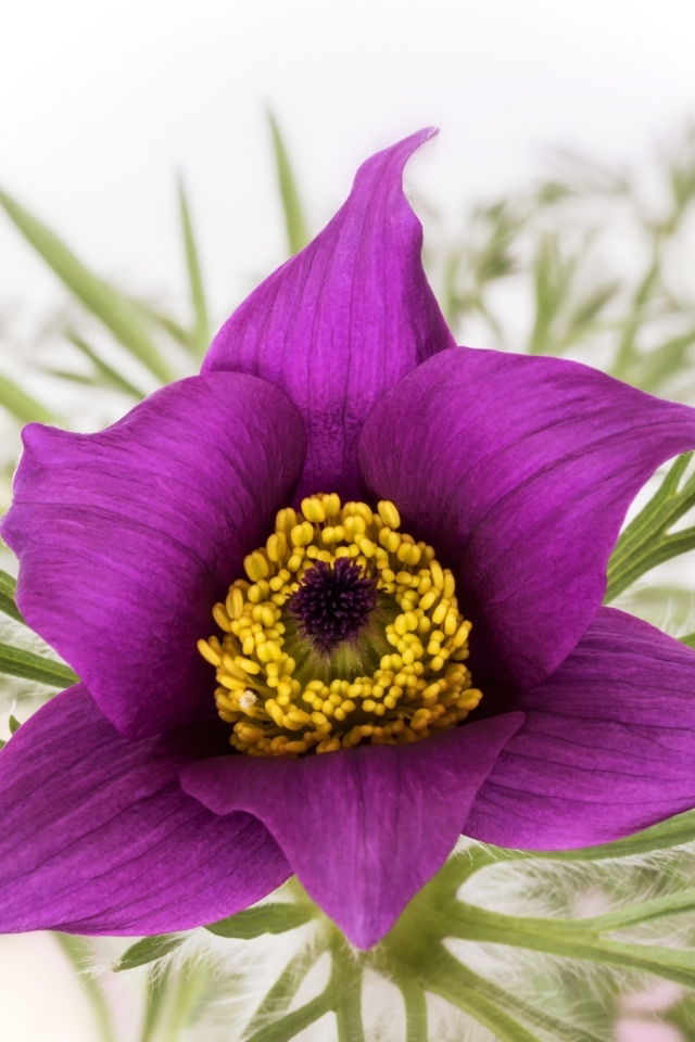 Фиолетовый цветок прострела на белом фоне