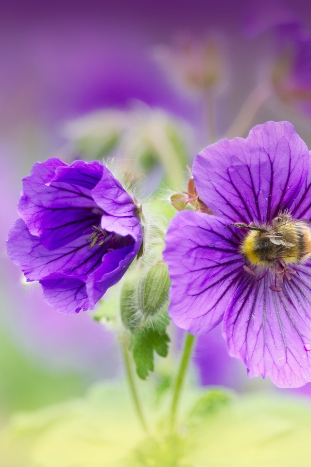 Фиолетовые цветы мальвы вблизи