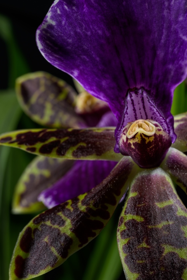 Фиолетовая орхидея на черном фоне