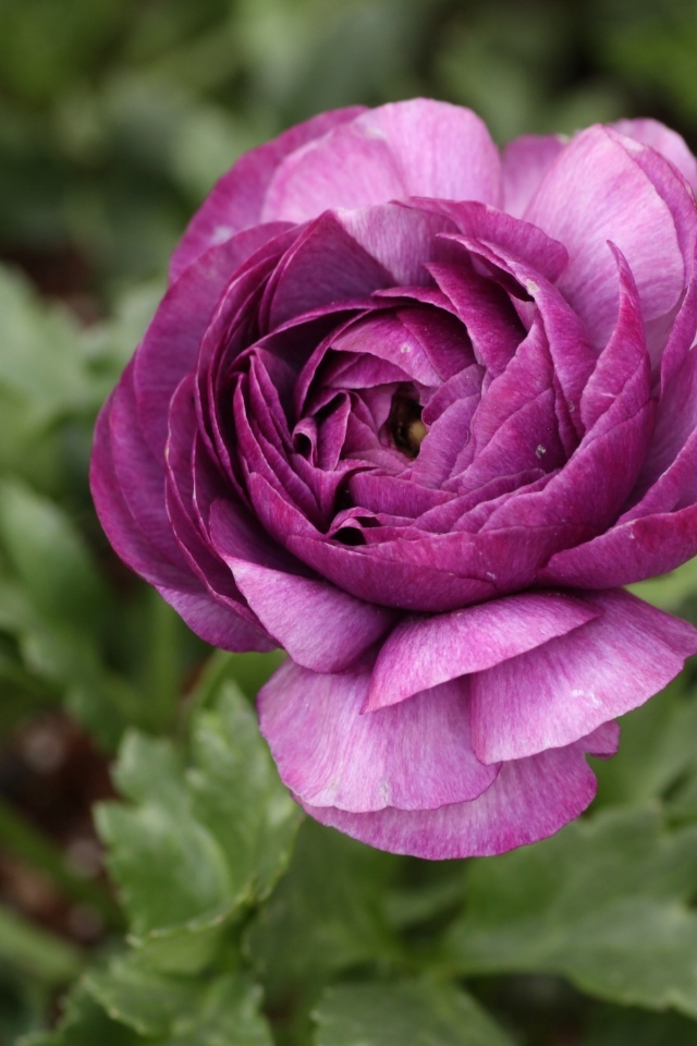 Фиолетовый цветок лютика крупным планом