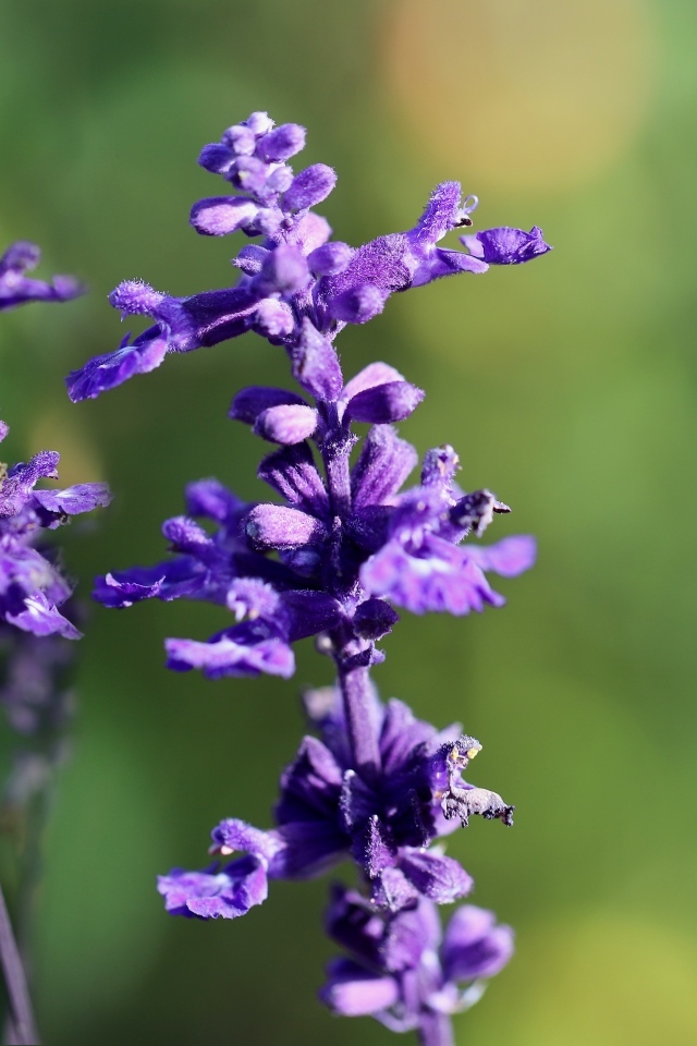 Фиолетовые цветы шалфея крупным планом