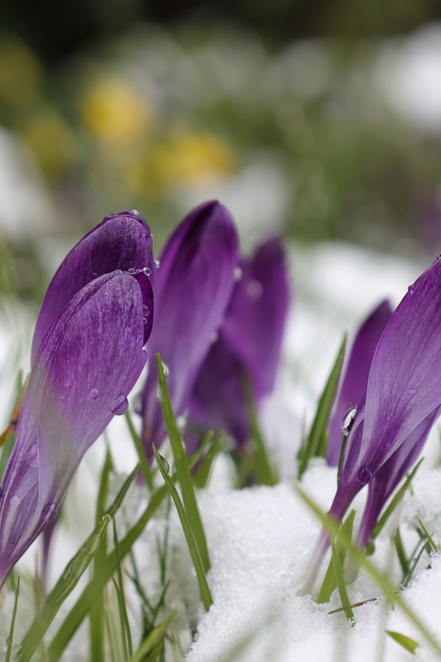 Фиолетовые весенние крокусы под снегом