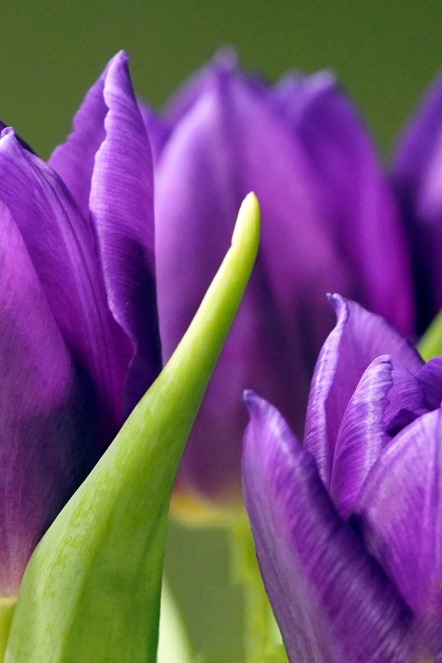 Фиолетовые тюльпаны крупным планом