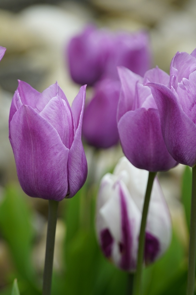 Фиолетовые тюльпаны на клумбе весной