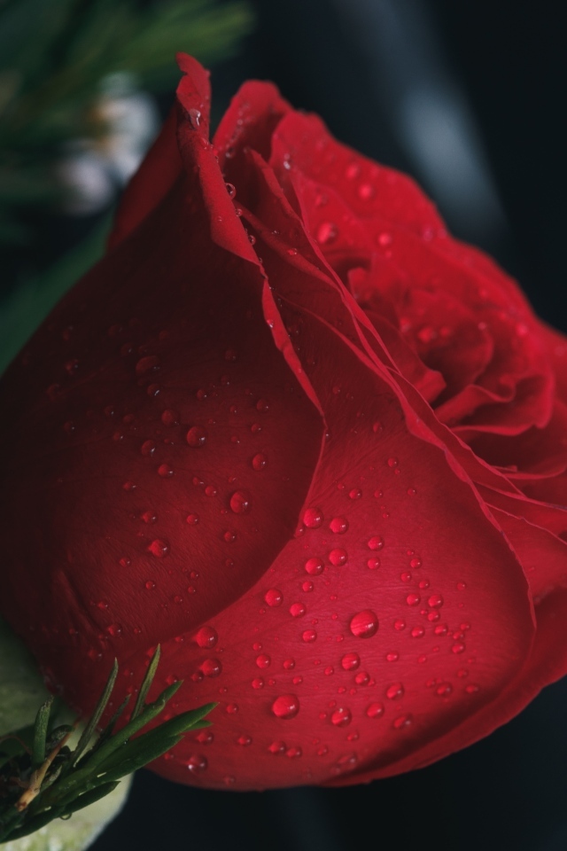 Красная английская роза в каплях росы