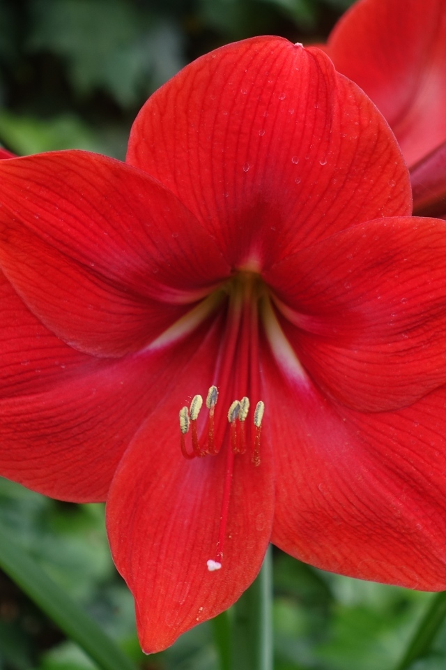 Красный цветок амариллис крупным планом