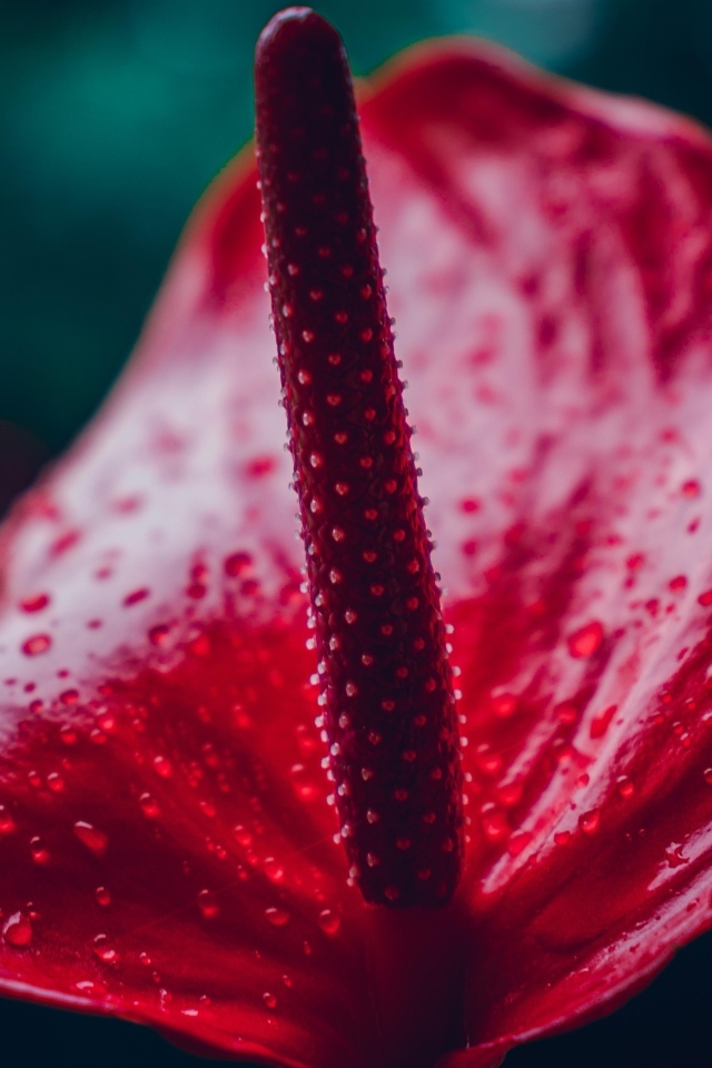 Красный цветок антуриум крупным планом