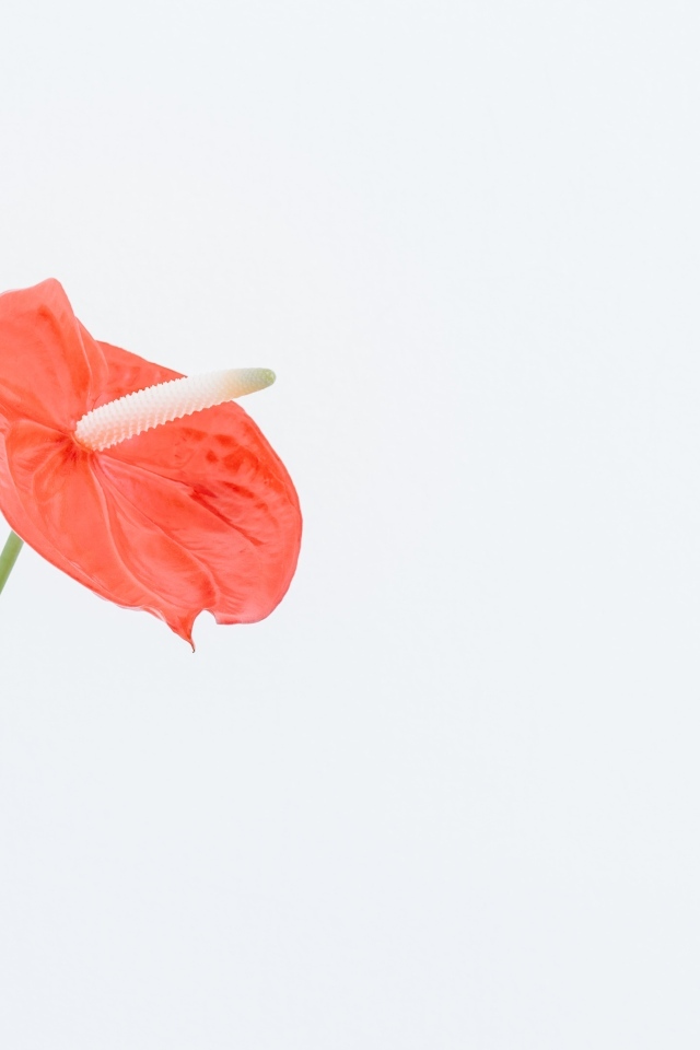 Красный цветок антуриум на белом фоне