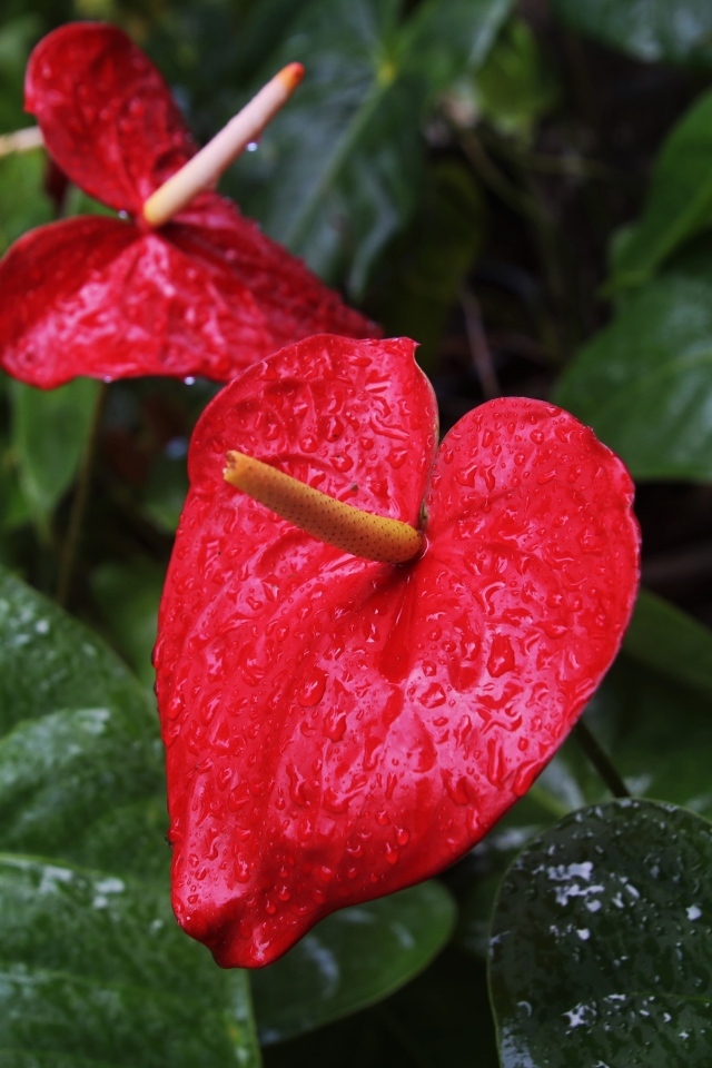 Красные цветы антуриум под дождем