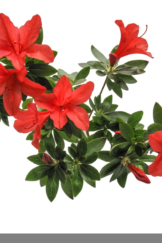 Красные цветы азалия на белом фоне