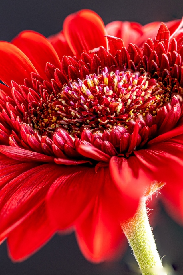 Красный красивый цветок герберы крупным планом