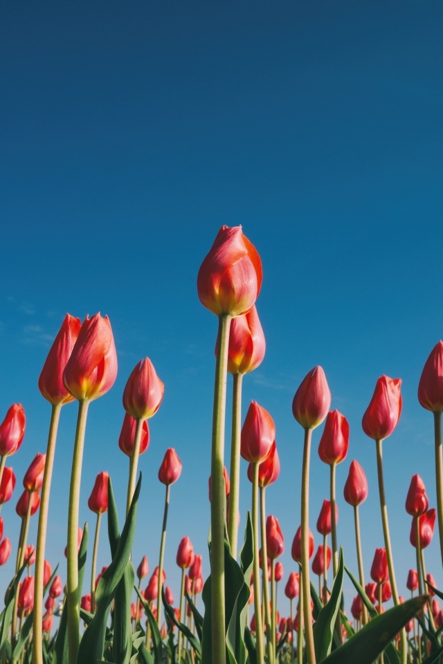 Красные красивые тюльпаны под голубым небом 