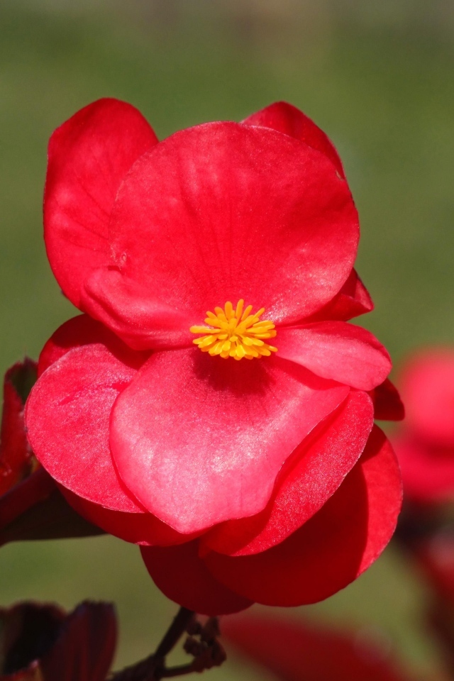 Красные цветы бегонии крупным планом