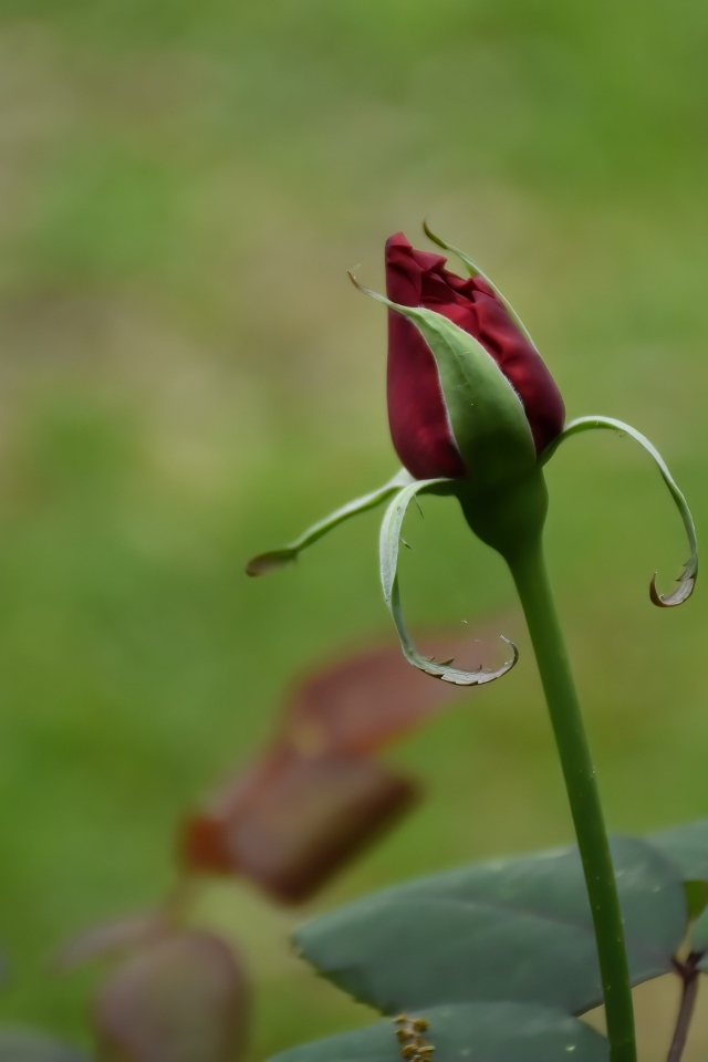 Красный бутон распускающейся розы с зелеными листьями