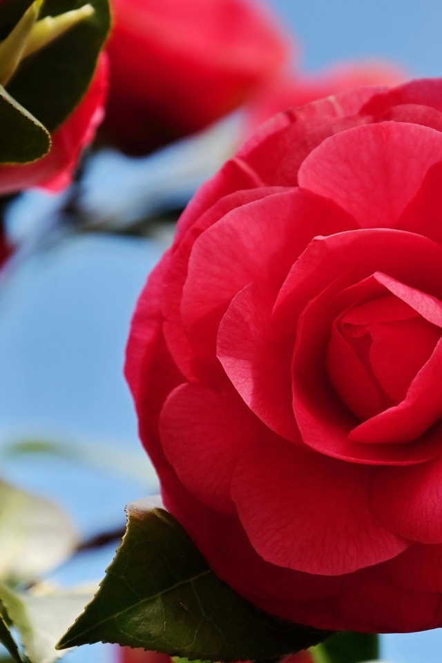 Красные цветы камелии крупным планом