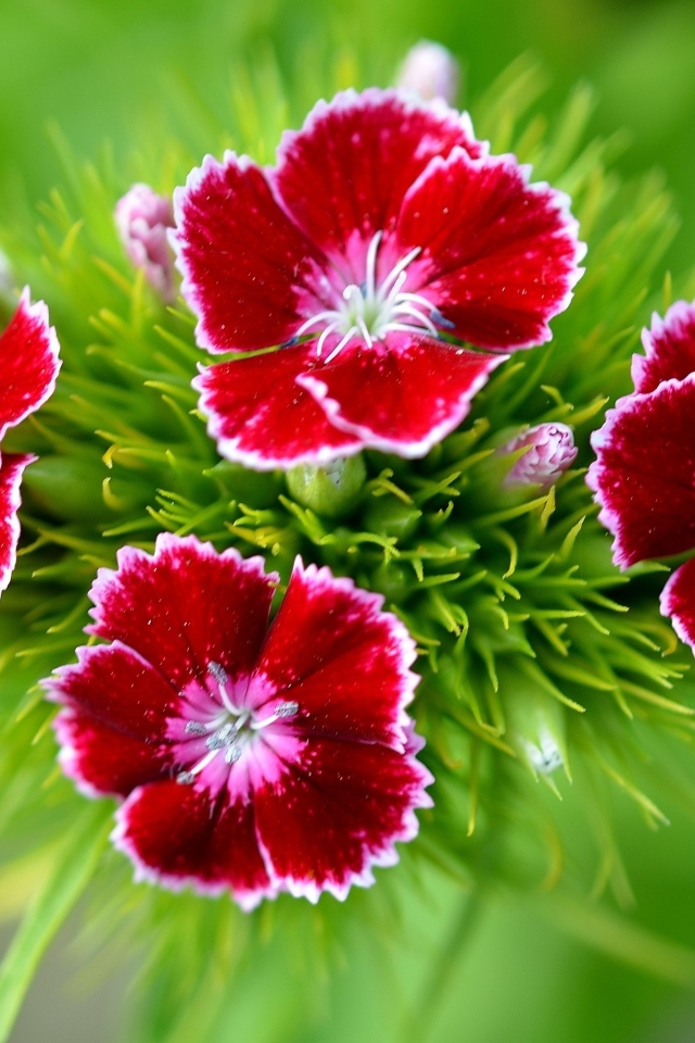 Красные цветы гвоздики крупным планом